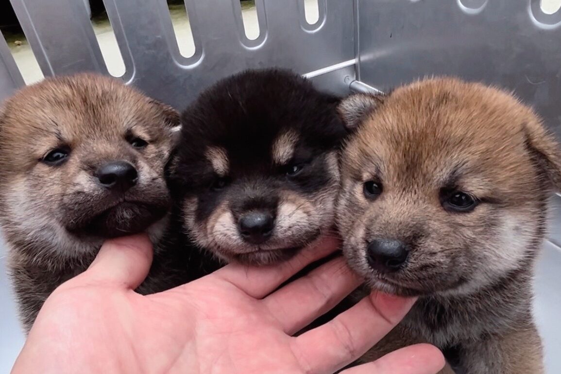 当犬舎でのご見学